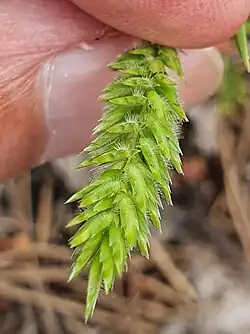 Gewimperde kelkkafjes