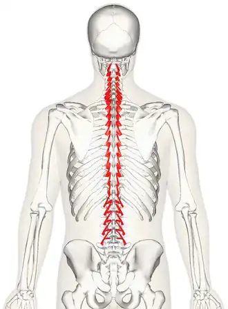 De musculi rotatores van achteren bezien.