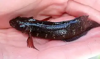 Ruanoho decemdigitatus