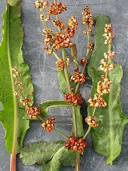 Rumex rupestris