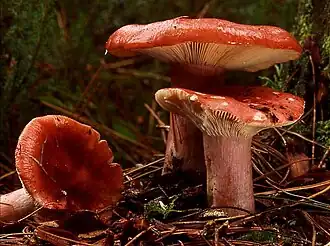 Bloedrode russula