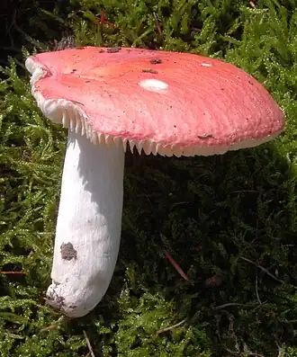 Kleibosrussula