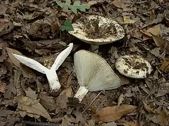 Smalplaatrussula