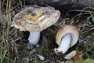 Vissige eikenrussula