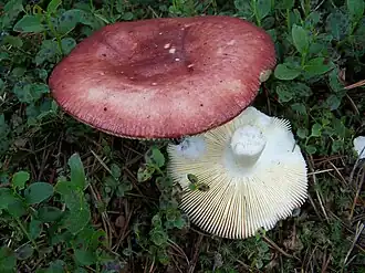 Appelrussula