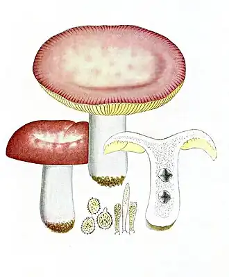 Tweekleurige russula