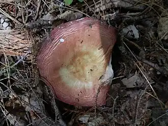 Tweekleurige russula