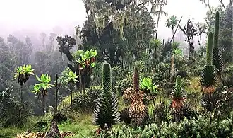 Montane heidevelden van Rwenzori-Virunga