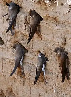 Oeverzwaluwen(Riparia riparia)