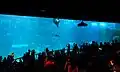 Open Ocean tank