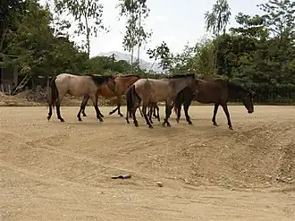 Platteland van Sonaguera