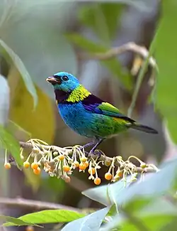 Prachttangare in Vale do Ribeira (SP)