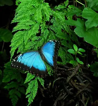 Morpho granadensis