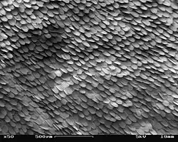 De vleugel is bedekt met schubben