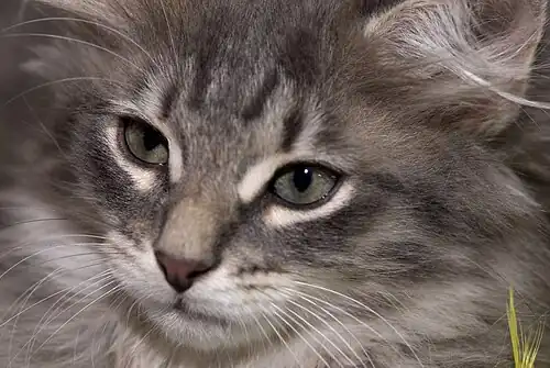 10 weken oude blauwe cyper kitten