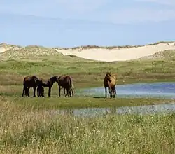 Sable Island Pony