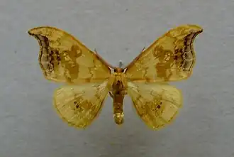 Sabra harpagulaLinde-eenstaart