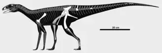 Sacisaurus