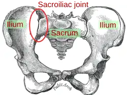 sacro-iliacaal gewricht  Sacroiliac joint