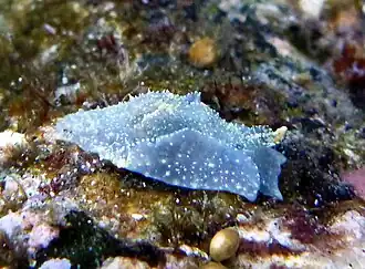 Sagaminopteron nigropunctatum