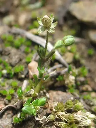Sagina apetala, donkere vetmuur zonder bloemkroon, kelk duidelijk