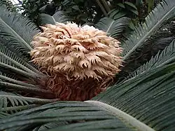 Vrouwelijke sporofyllen van Cycas revoluta. Deze staan langs de stam.