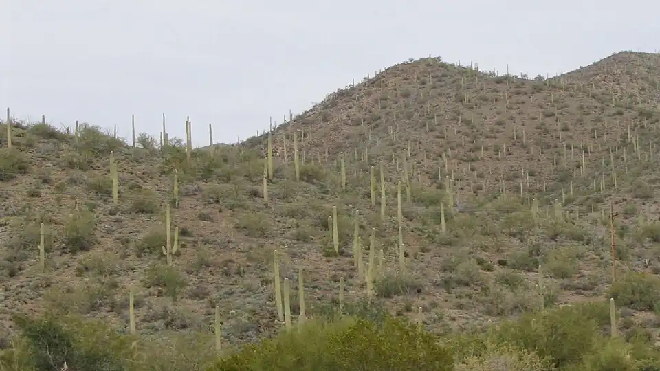 Een 'woud' van saguaro cactussen in de Tucson Mountains in Arizona