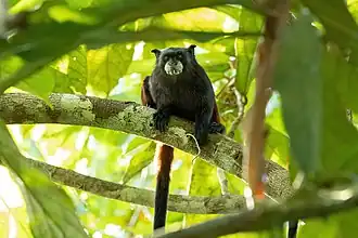 Bruinrugtamarin