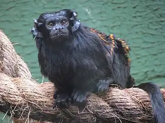 Zwarthandtamarin