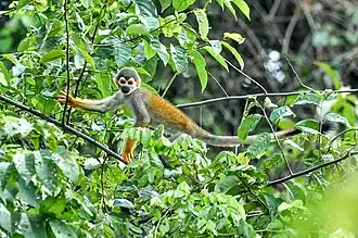 Goudrugdoodshoofdaapje