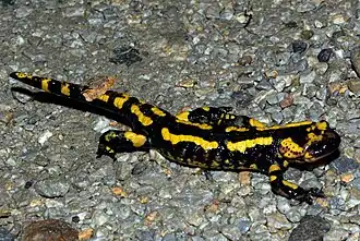 Salamandra salamandra bernardezi