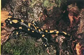 Salamandra salamandra salamandra