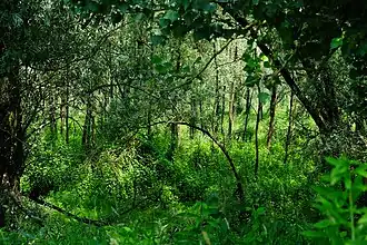 Een begroeiing van de orde van wilgenvloedbossen en -struwelen