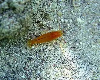 Salmoneus (geslacht)