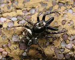 Mannetje met grote gifkaken