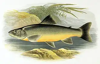 Salvelinus killinensis