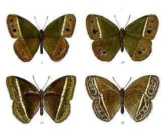 Mycalesis malsara