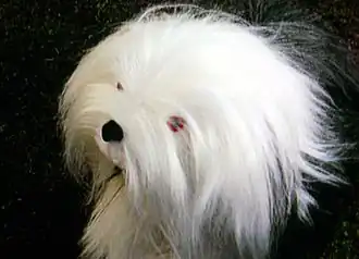 Samson tijdens opname van de film "Hotel op Stelten"