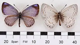 Sancterila deliciosa