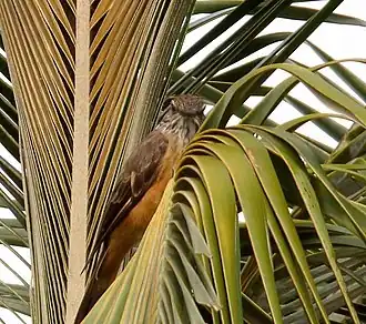 Santamartastruiktiran