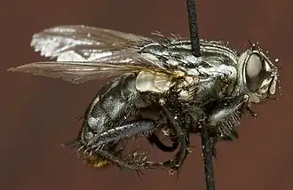 Sarcophaga bullata