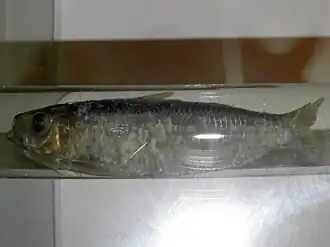 Sardinella jussieu