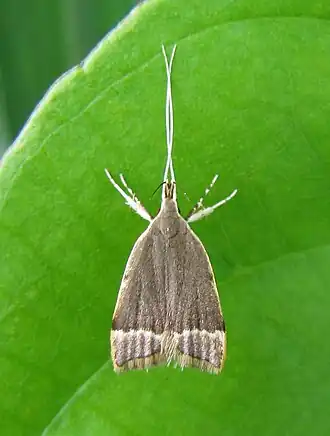 Sarisophora tenella