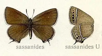 Satyrium sassanides