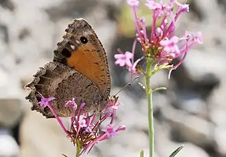 Satyrus favonius