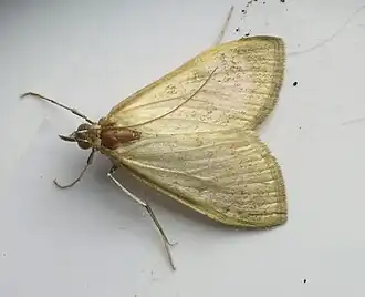 Saucrobotys futilalis