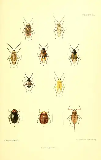 Monosynamma bohemanni
