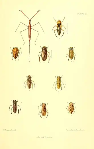 Glaenocorisa propinqua