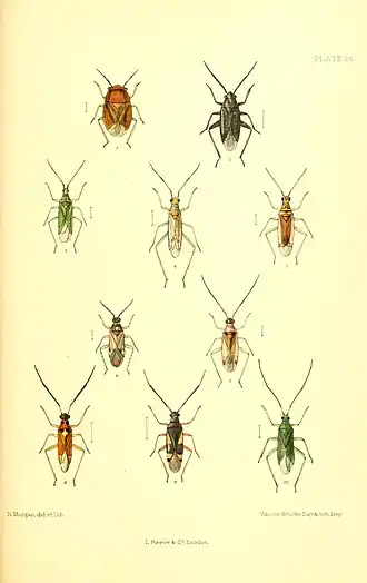 Strongylocoris luridus