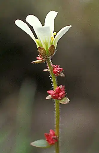 Saxifraga cernua - knikkende steenbreek of hangende steenbreek